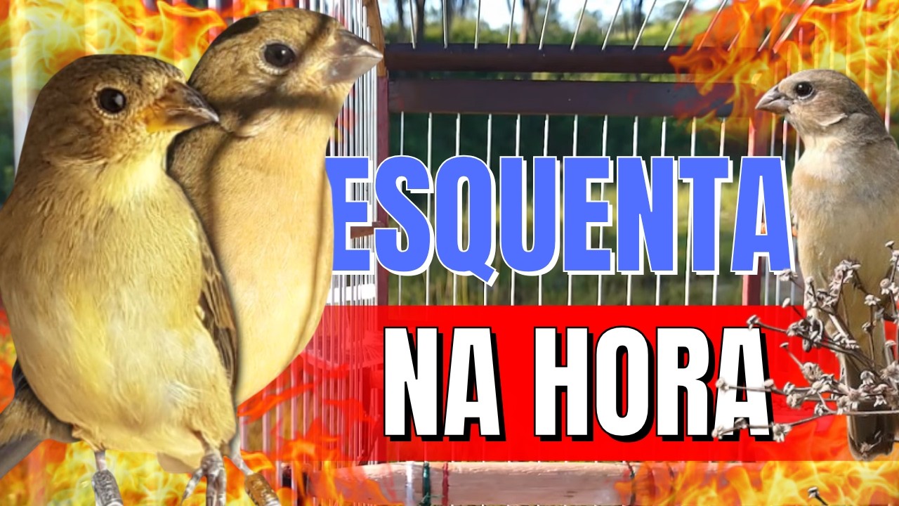 Fa&ccedil;a o teste com Esse Piado de F&ecirc;mea de Papa capim &eacute; Seu Papa capim Vai Ficar Cantando R&Aacute;PIDO!!!