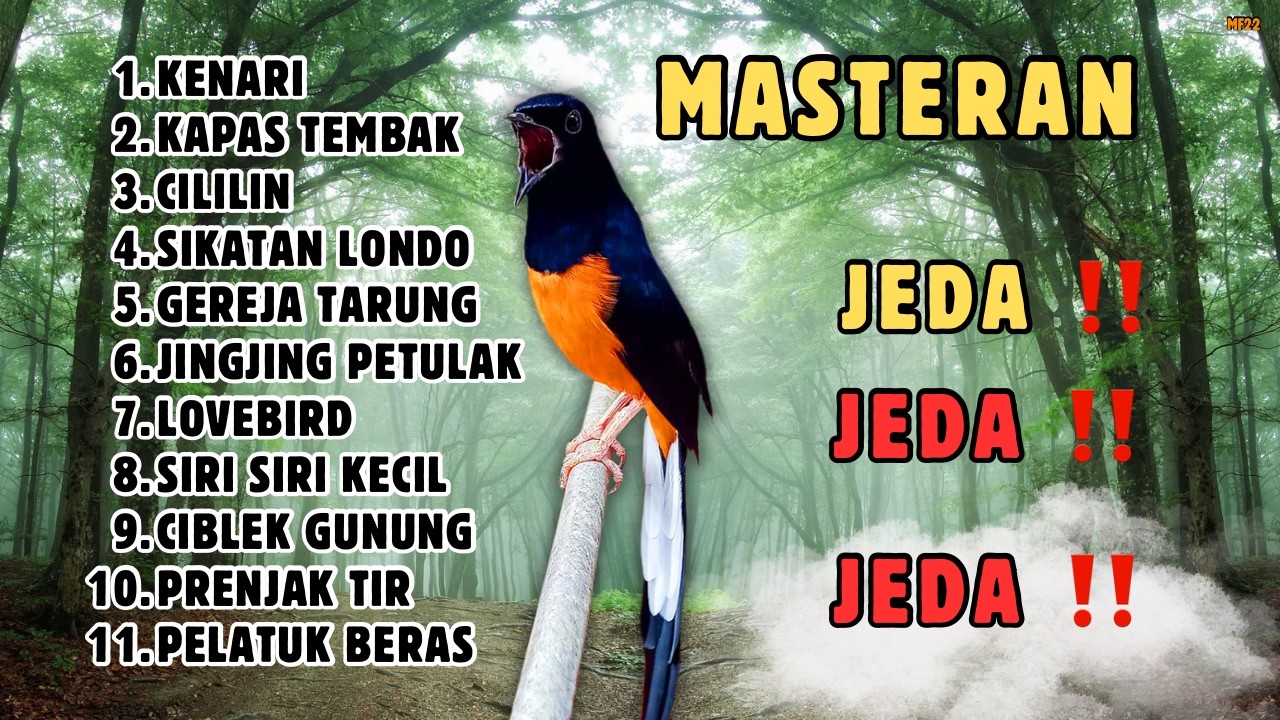 🔴 DONGKRAK TEMBAKAN MEMATIKAN ‼️MASTERAN ISIAN MURAI BATU GACOR