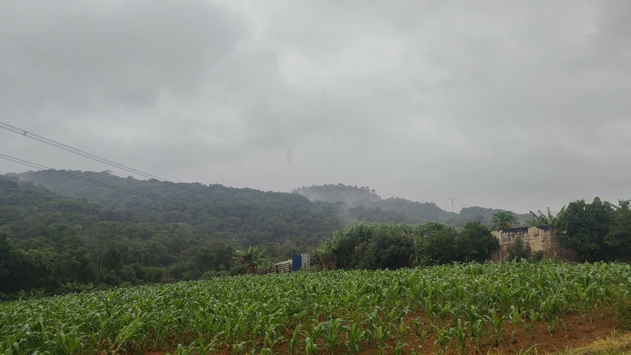 Invernou na mata atlântica, Ibiúna SP #mataatlântica 