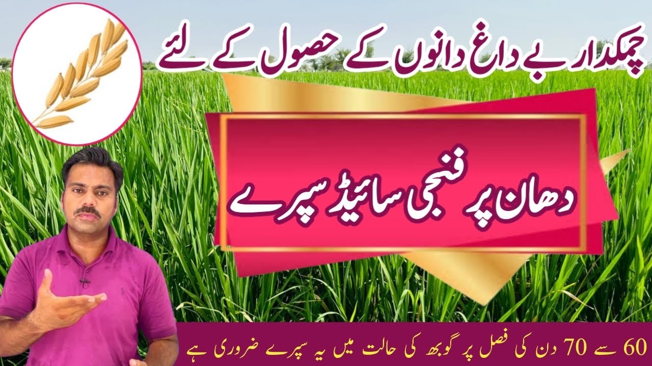 The best fungicides for paddy crop | Abid Ali Agrarian