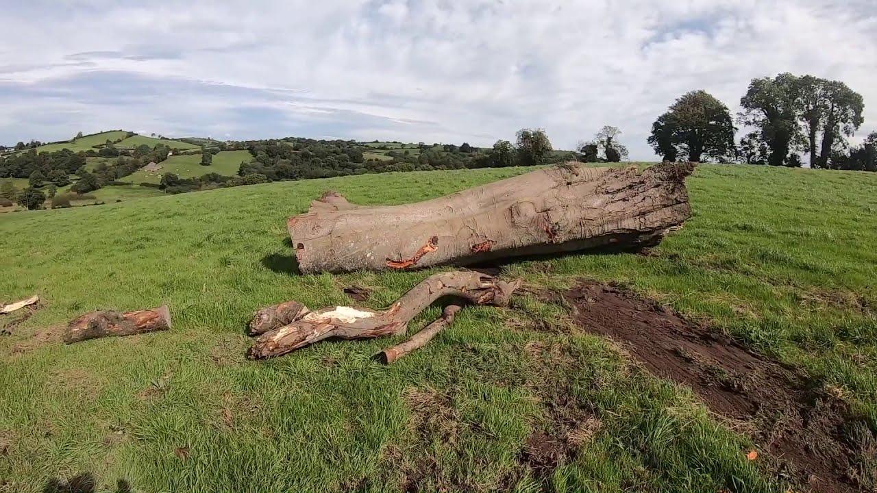 Large tree trunk removal after storm Ophelia. 100 year old Chestnut