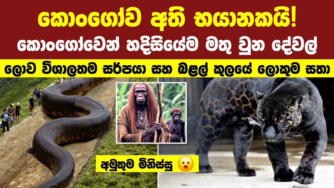 අම්මෝ! කොංගෝ වනාන්තරයෙන් හම්බ වුන අදහගන්න බැරි දේවල් | Unbelievable Things Found in Congo Jungle!