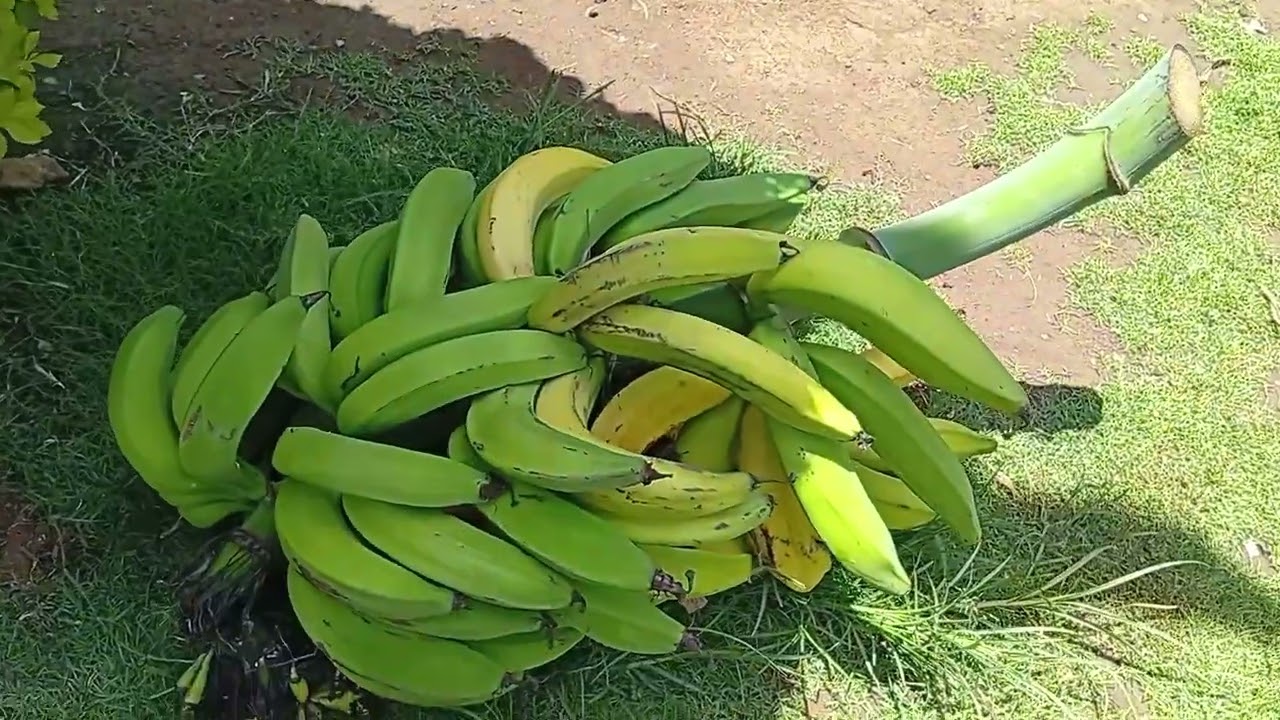 African Mom Daily Life / Sorting Lentils, Harvesting Plantain & More