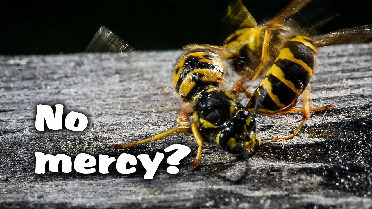 Large Yellow Jacket Wasp Recovering from falling into Sugar Water