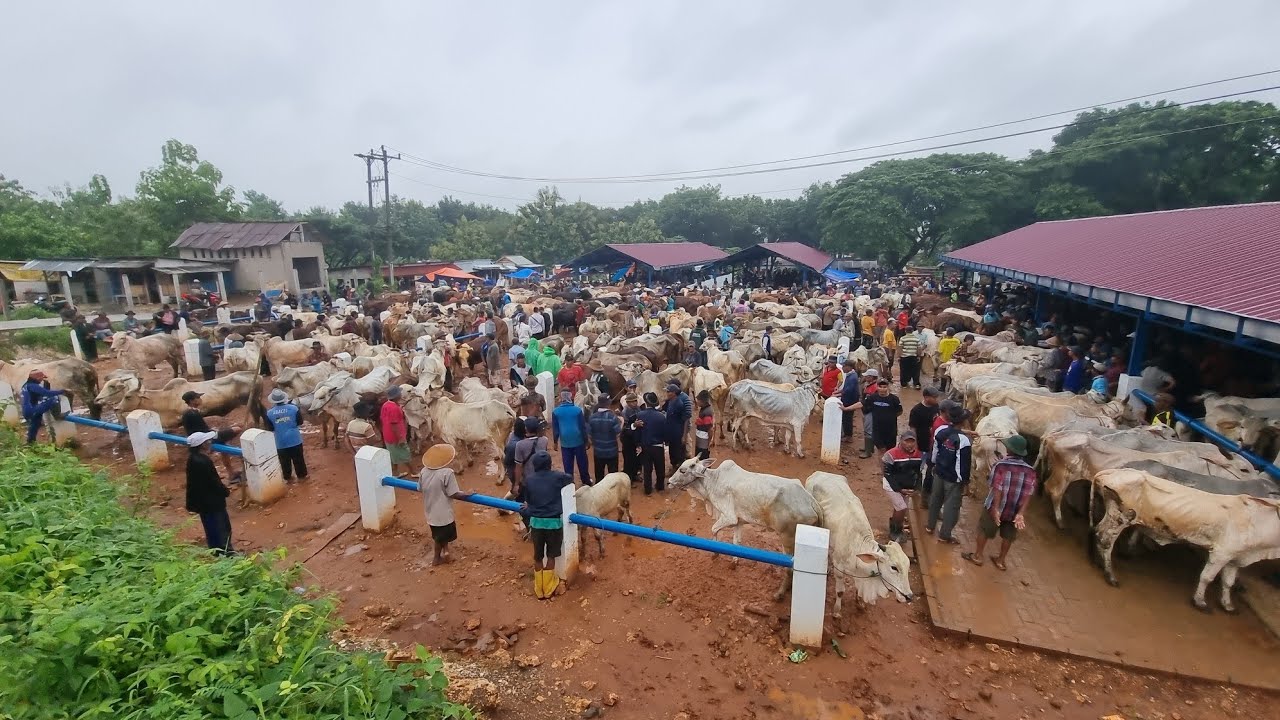 Update harga sapi betina pasar hewan Pamotan Rembang hari ini Selasa 27 Januari 2026