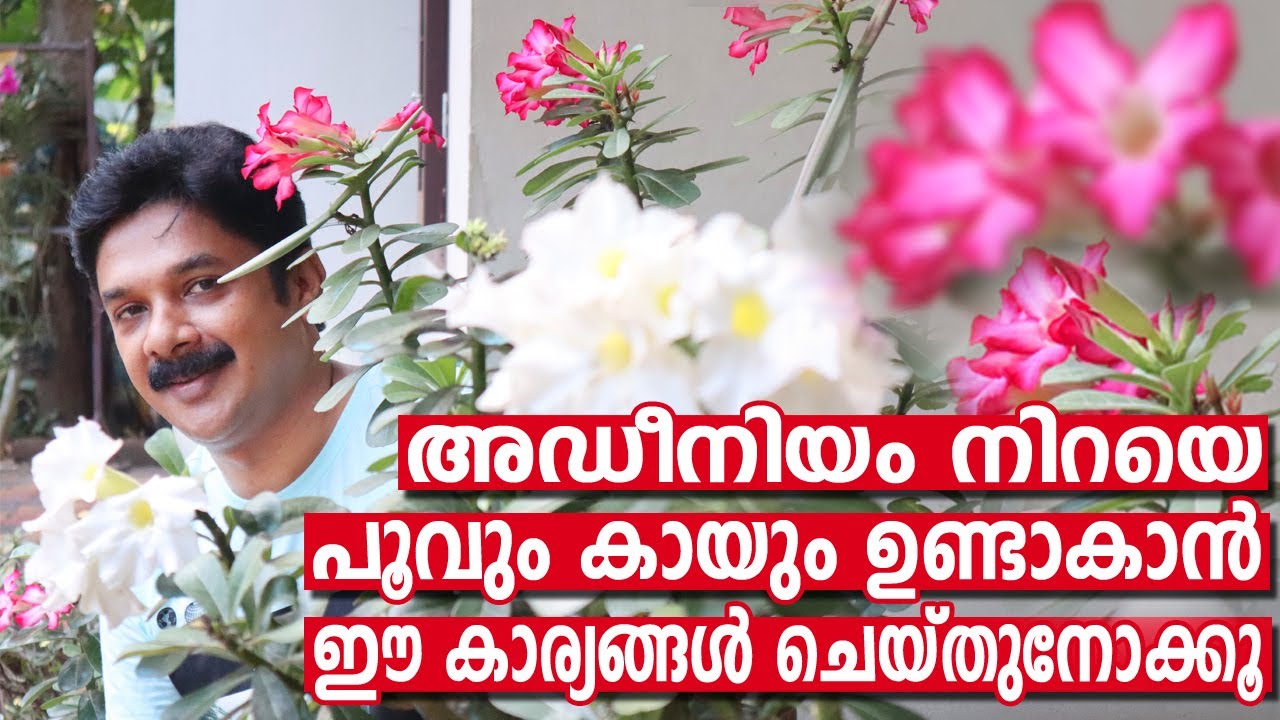 അഡീനിയം നിറയെ പൂവുംകായും ഉണ്ടാവാൻ ഈ കുറച്ചൂക്കാര്യങ്ങൾശ്രദ്ധിച്ചാൽ മതി | Adenium more flower & seeds