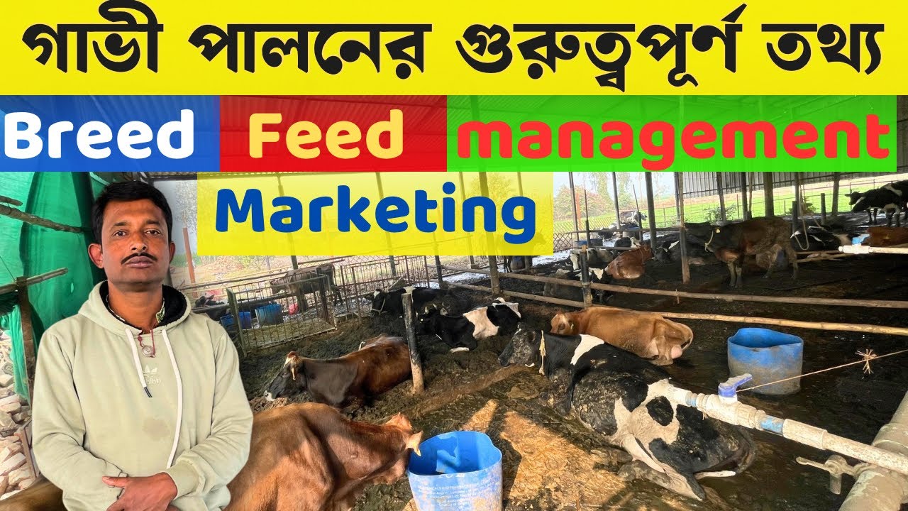 Dairy Farm এর গুরুত্বপূর্ণ তথ্য | Dairy Farming Business In West Bengal