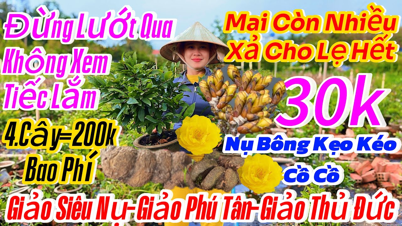 30/01☎️0914999920☎️🌴mai vàng chơi Tết 100k🌴mai tàng rin thuần chậu-giảo thủ Đức-Phú Tân-giảo siêu nụ