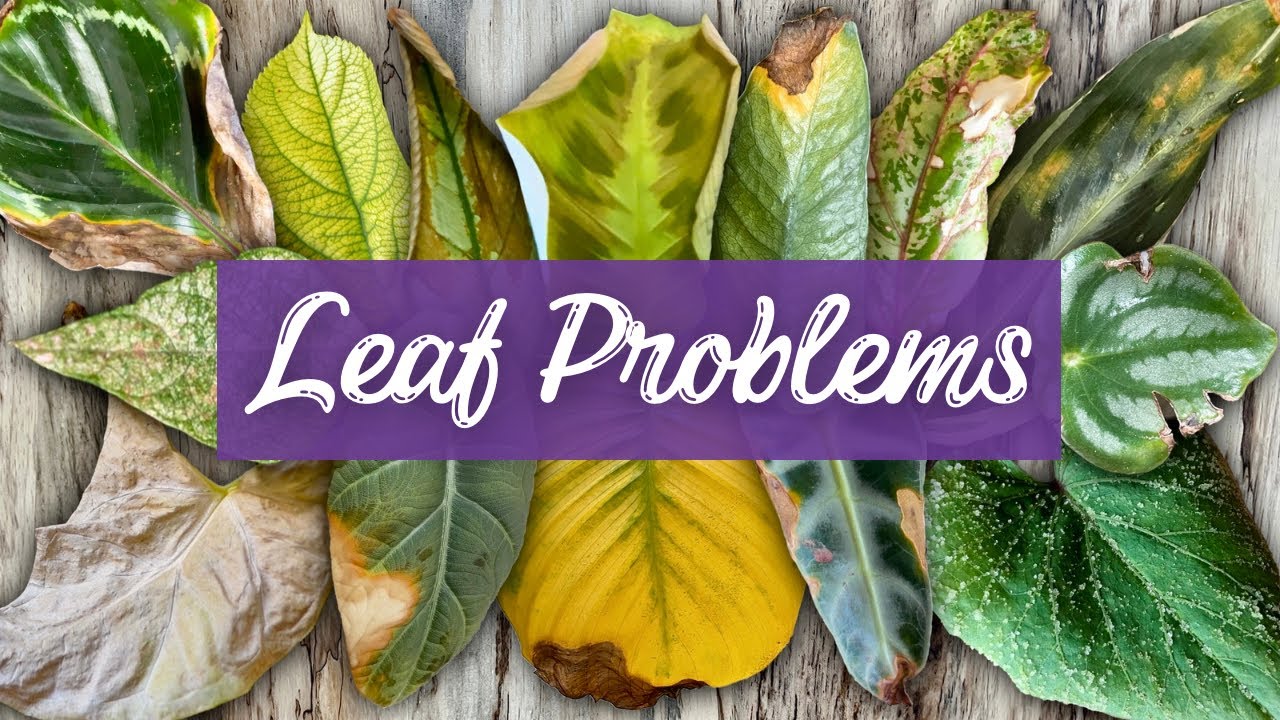 Master the Language of Houseplant Leaves: Learn What They're Trying To Tell You