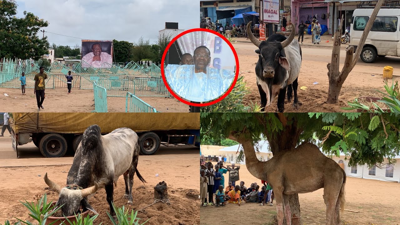 Dianatou Mahwa, Dernière Préparatifs Avant L’arrivée Des Bœufs De Serigne Saliou THIOUNE