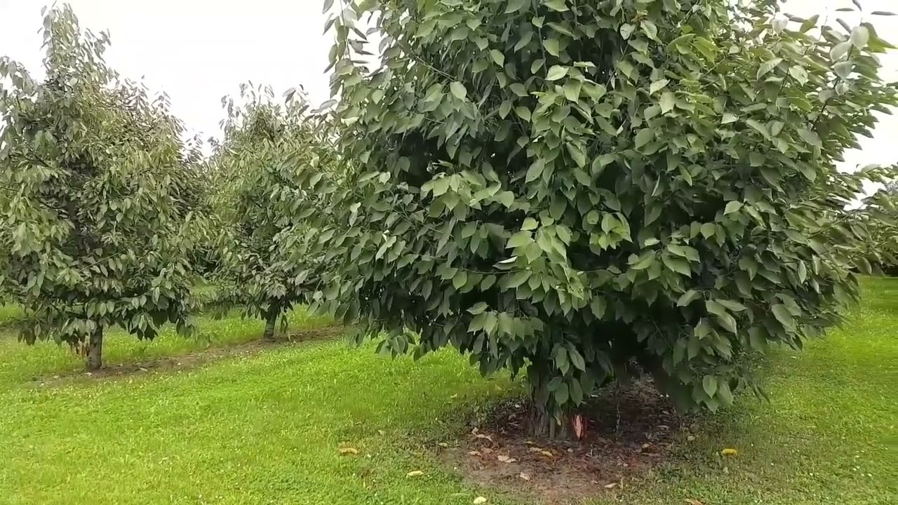Kiraz yetiştiriciliği bahçelerde yabancı otla ile mücadele