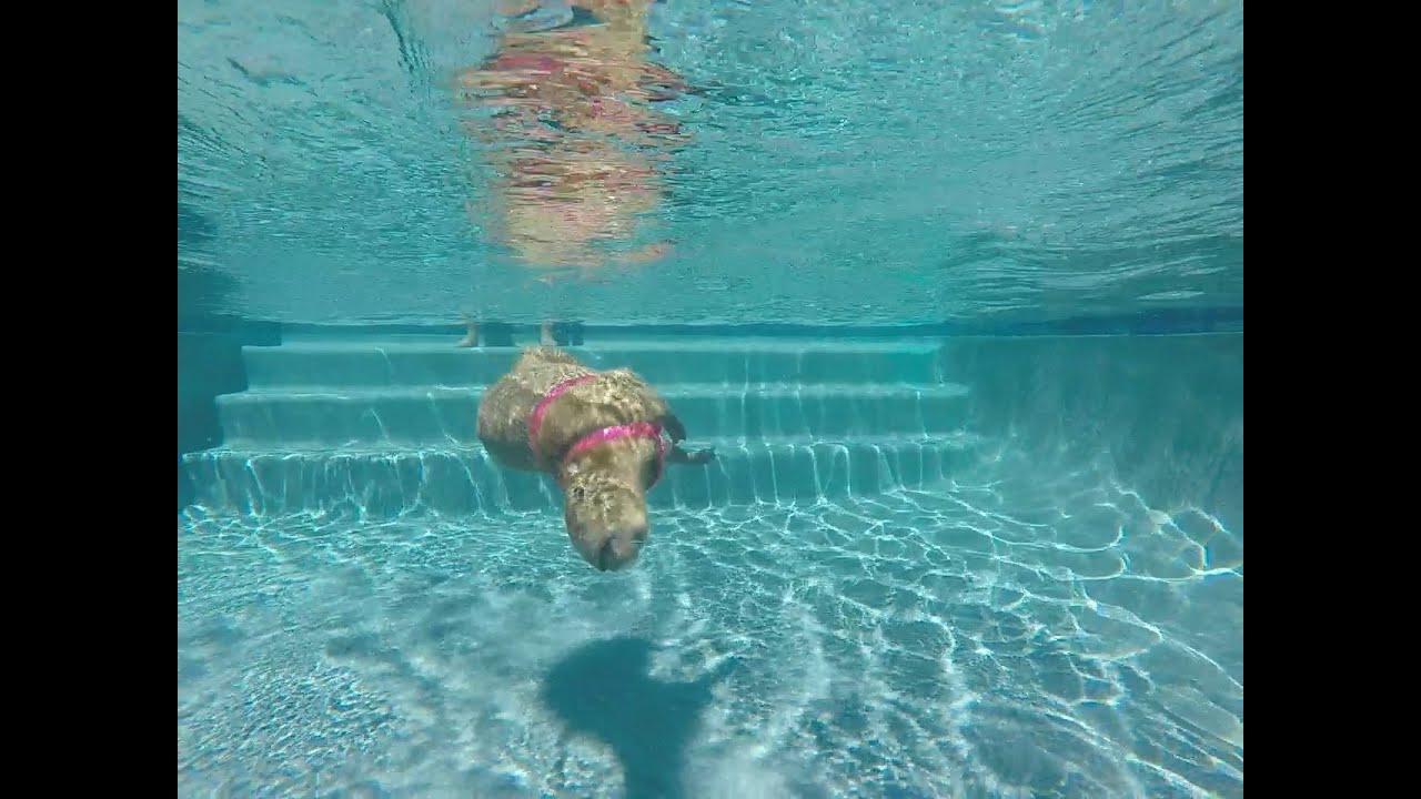 Sweetie the Capybara in the pool