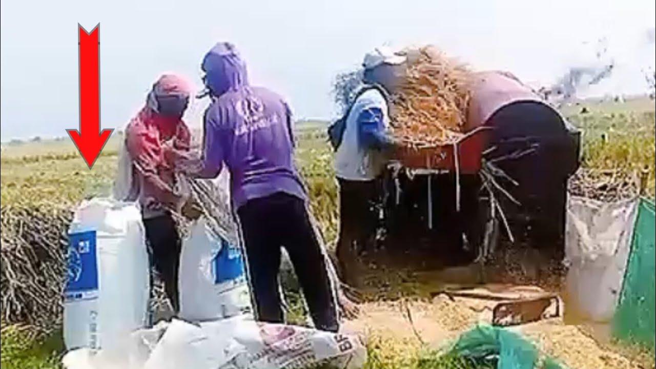 Sekali Rontog Langsung Penuh Karung || Hasil Panen Padi Bikin Puas Petani