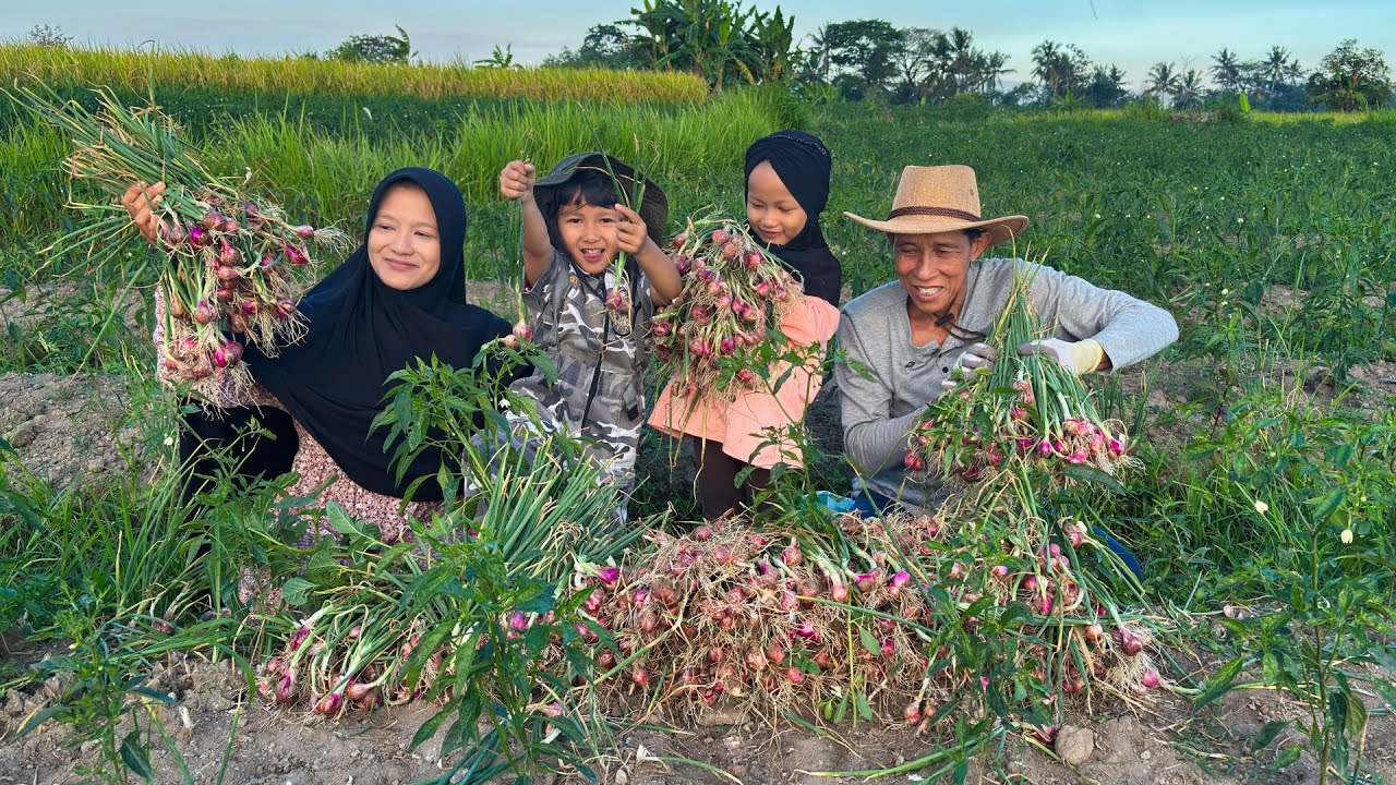 Panen Bawang Merah di Kebun | Masak Tumis Kacang Panjang, Bandeng Goreng, dan Sambal Brambang