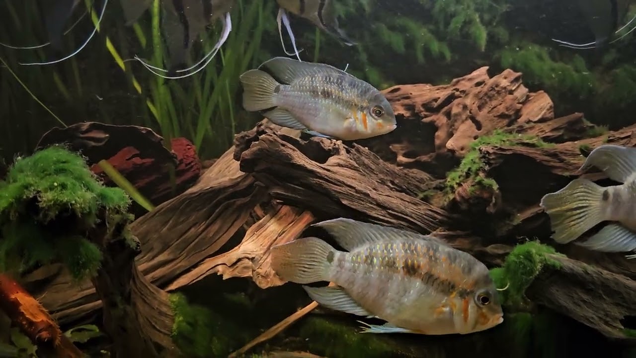 Update video 11/01/2026 van m'n aan Zuid-Amerika gerelateerd aquarium 🌿