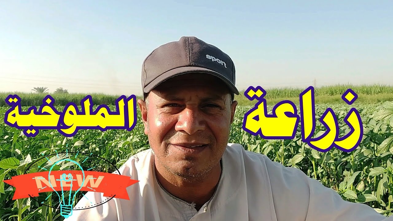 زراعة الملوخية☝اوقات الزراعة والحصاد  ☝الري والتسميد والامراض وعلاجها