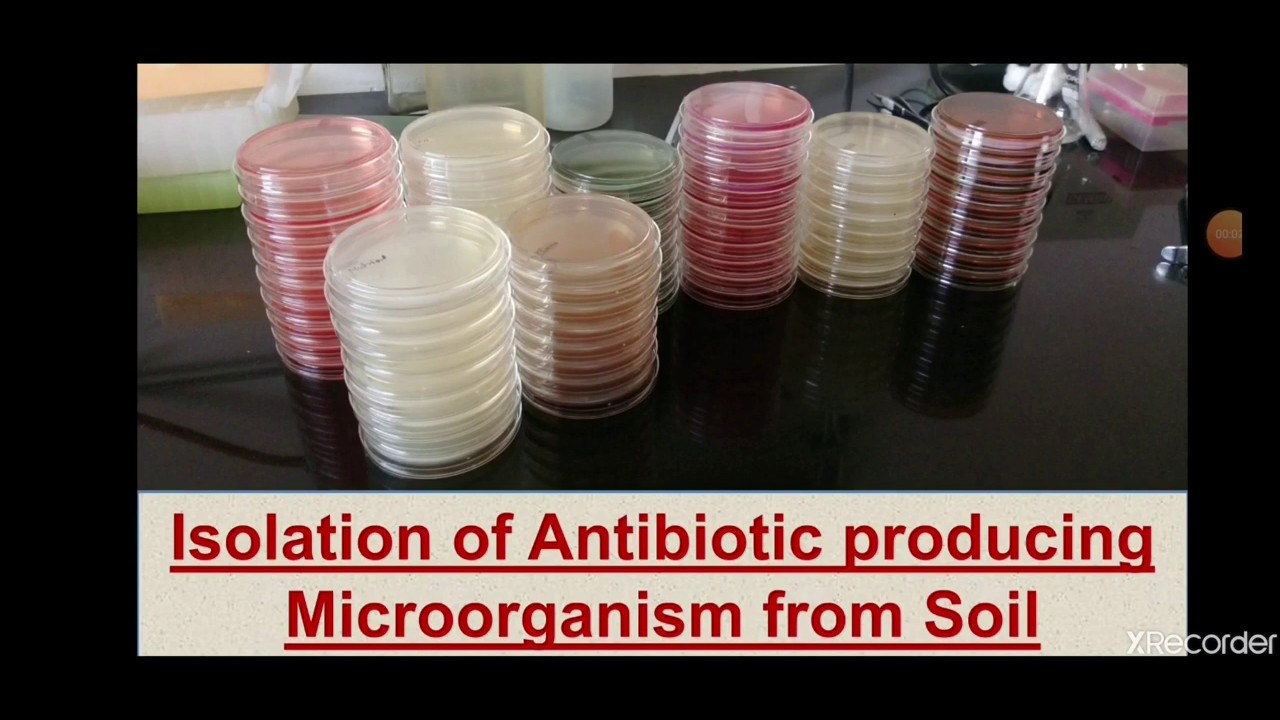 Isolation of antibiotic producing microorganism| Screening of soil for antibiotic producing microbes