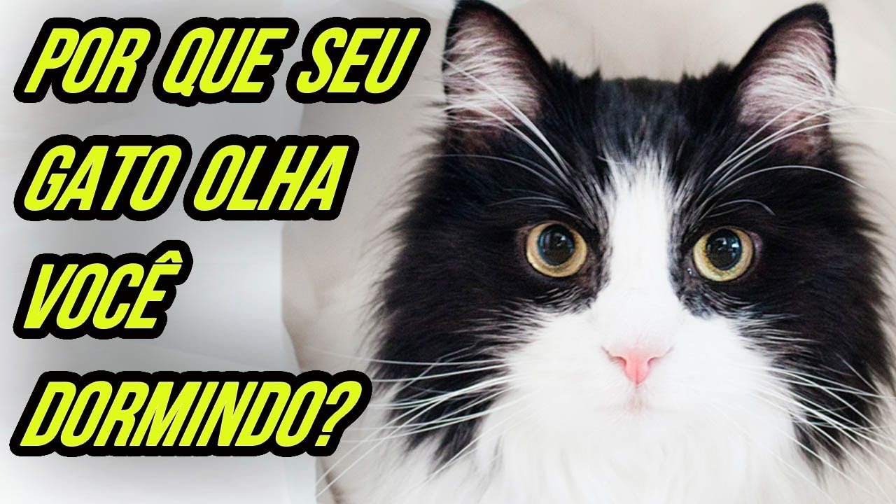 POR QUE SEU GATO OLHA SEU ROSTO ENQUANTO VOCÊ DORME? 7 MOTIVOS PARA SEU GATO OLHAR VOCÊ DORMIR, VEJA