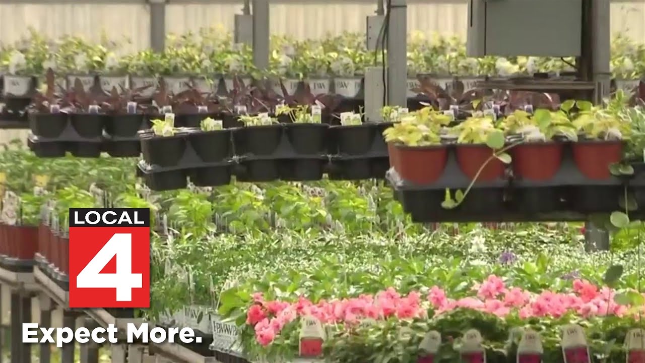 Growing vs. buying: How home gardening can save you money on groceries