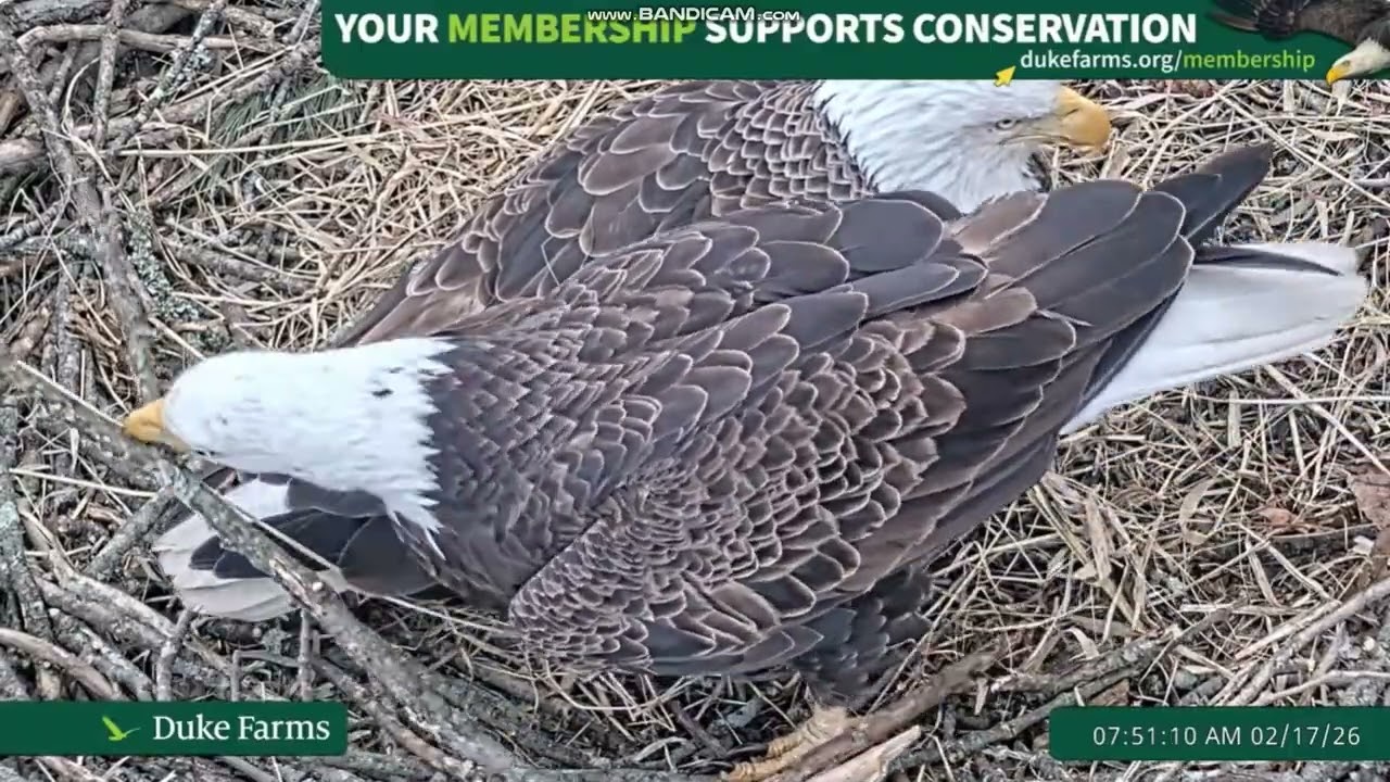 🦅Bielik amerykański  Duke Farms w Hillsborough, NJ -  samiec obejmuje zmianę🥚🥚🥚 2026 02 17