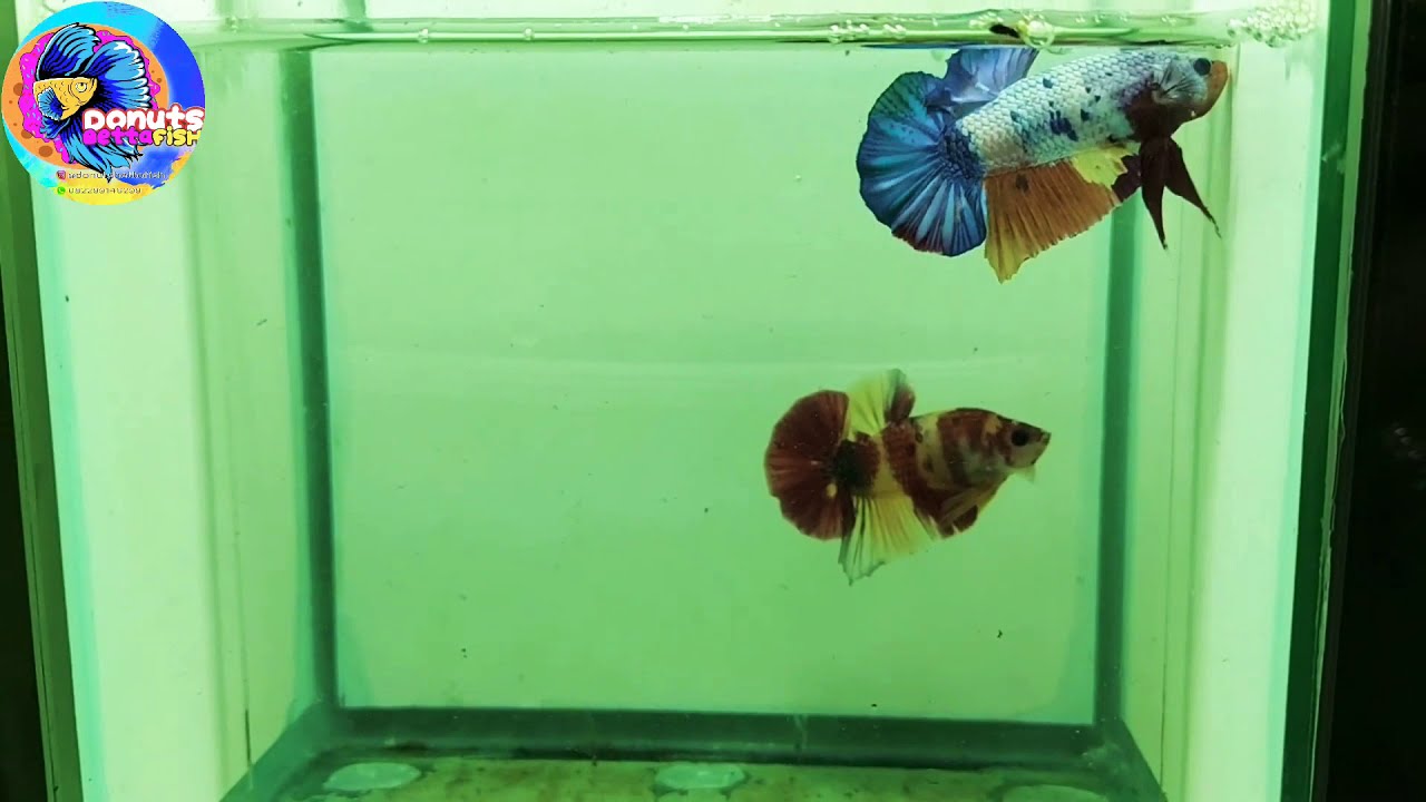 Cupang rainbow multicolour #bettashow #bettalovers #donutsbettafish