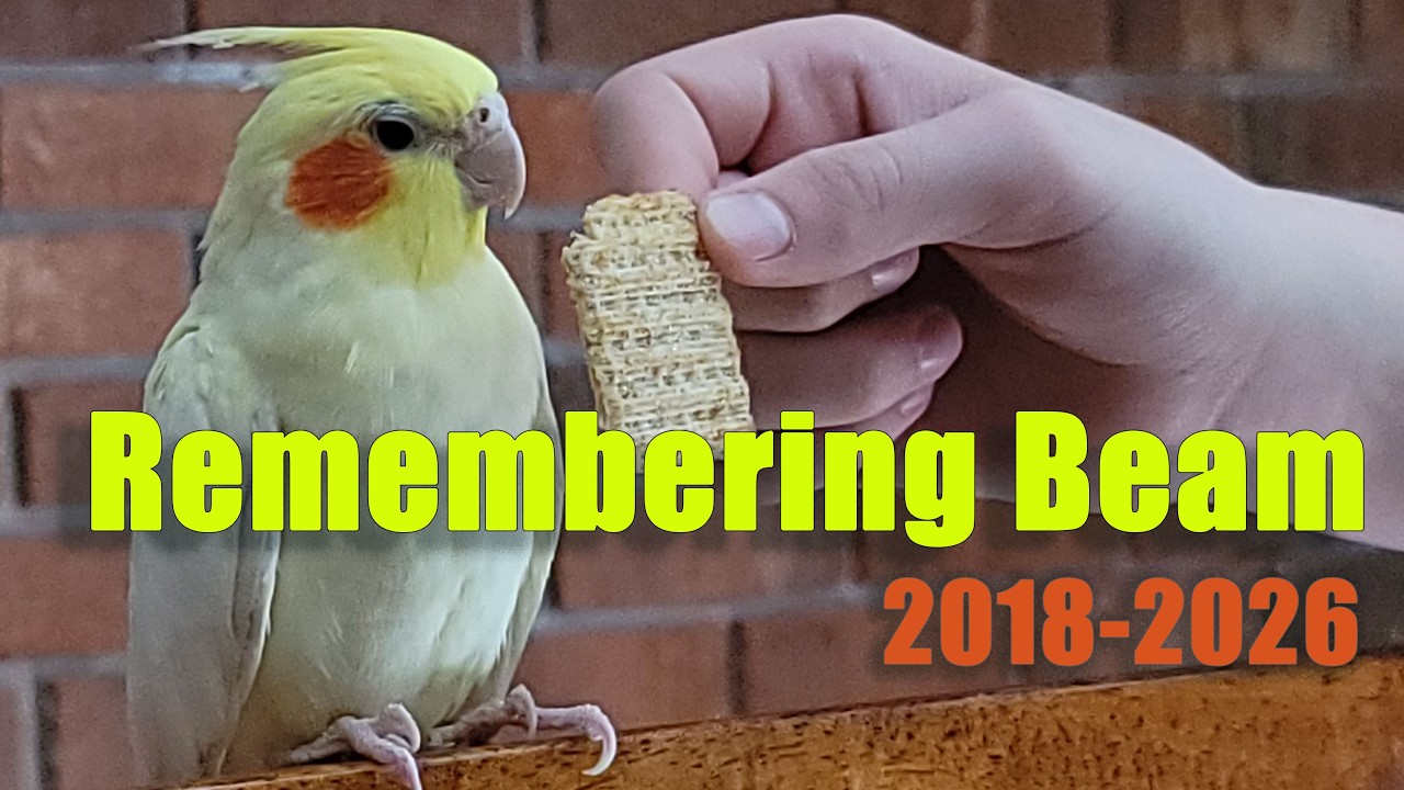 Beam Our Bird Died