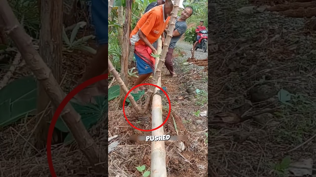 Collecting cassava from big trees in the mountains🌄🤯#shots #facts