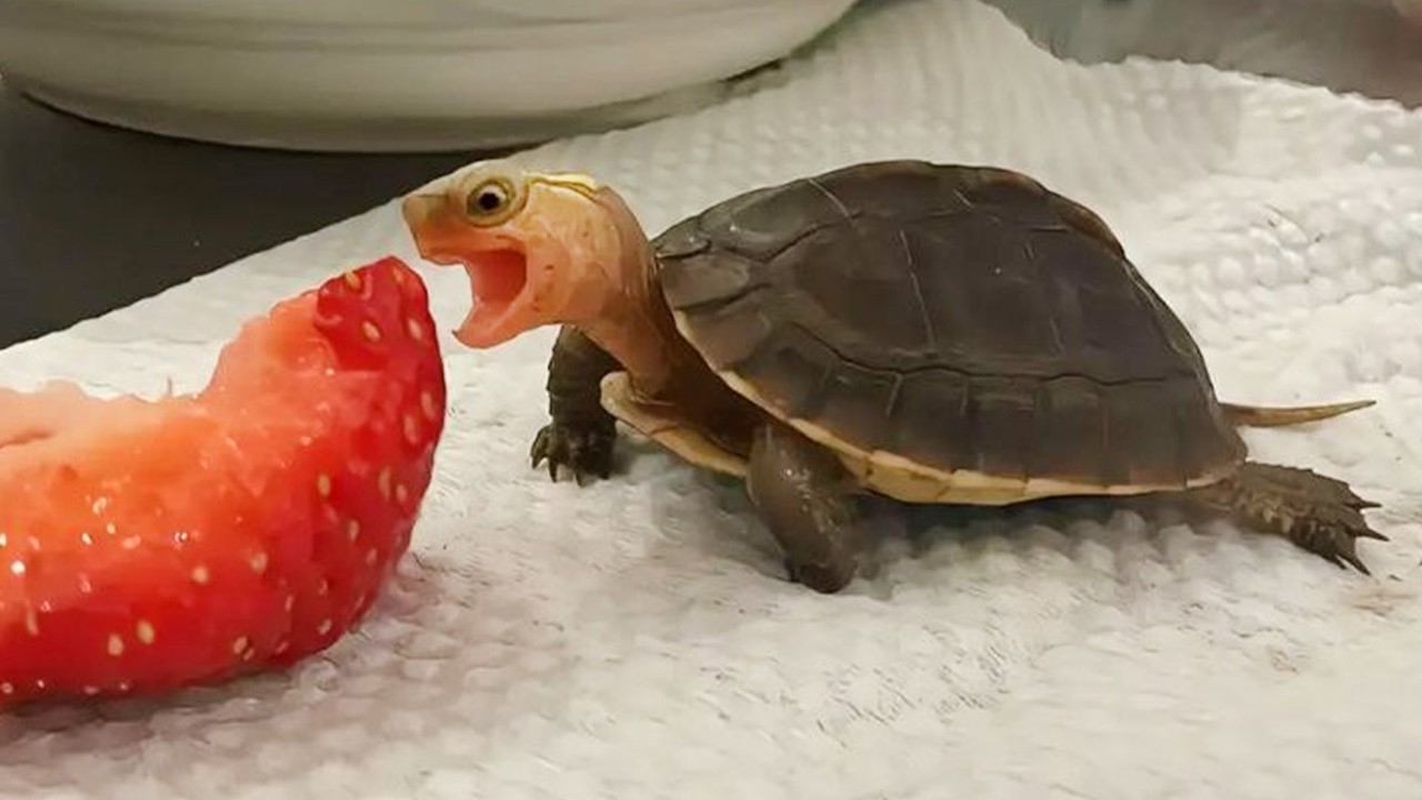 DRAMATIC Animals Freaking Out at Every Thing!