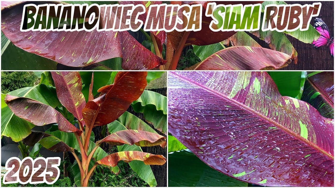 Bananowiec Musa 'Siam Ruby' wydał już kilka pokoleń maluchów / Czerwony banan