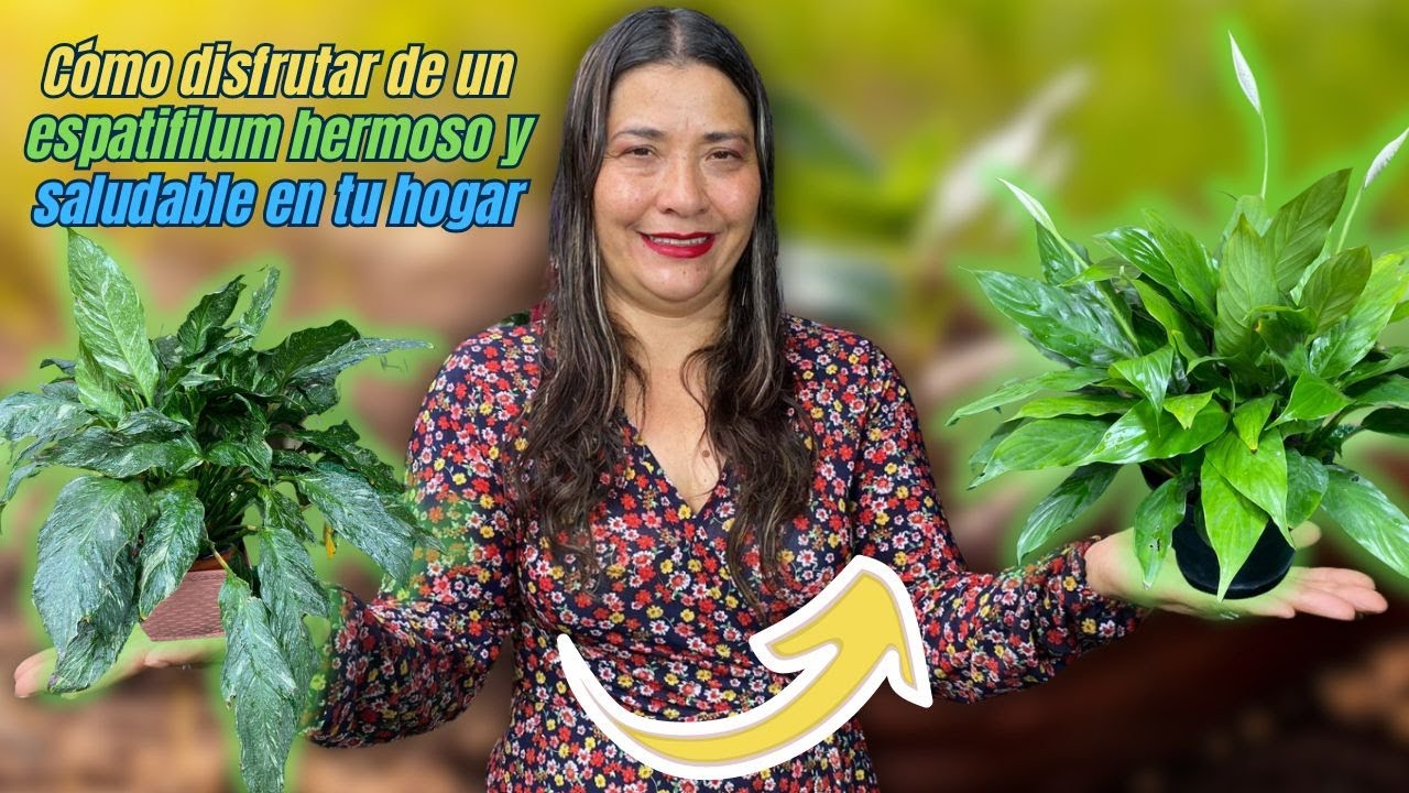 Trucos Para Mantener Tu Espatifilum o Cuna de Moises Siempre Florecida y Hermosa