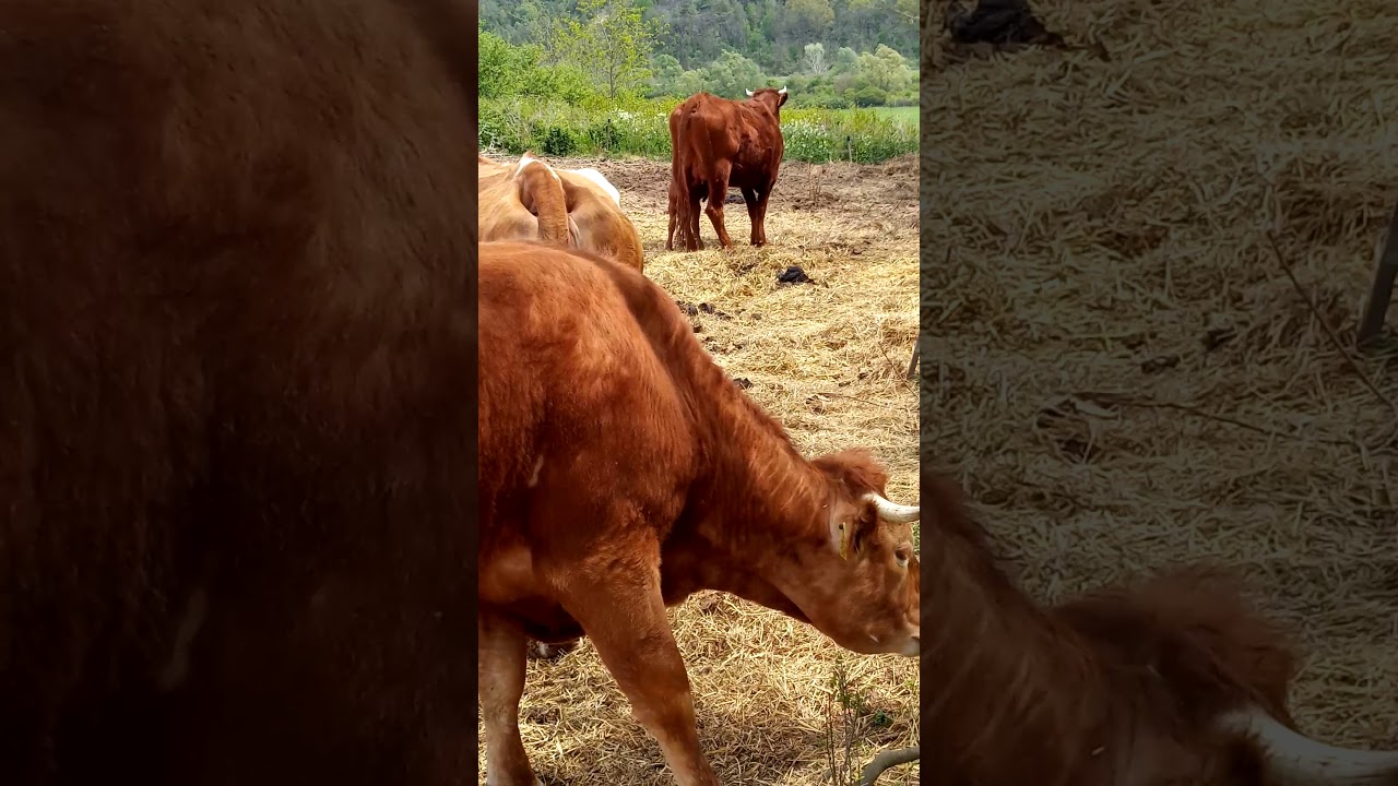 Marha etet&eacute;s 2.r&eacute;sz.