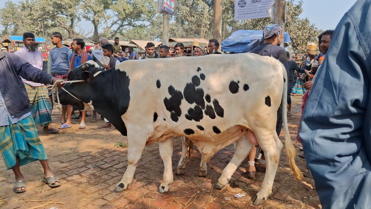 ২৬/২/২০২৬ || খামার উপযোগী ও মাংসের ফ্রিজিয়ান ষাঁড় গরুর বাজার বগুড়া ধাপের হাট থেকে | gorur hat cow