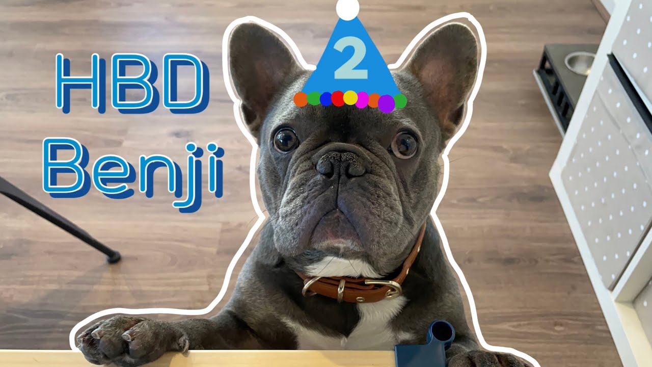 생일파뤼는 못참지!! 우리 벤지도 파뤼파뤼 🐾🎉🎂