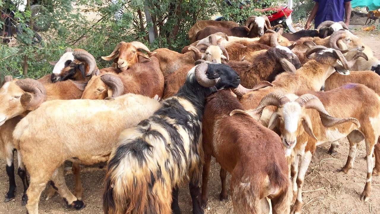 Bade Sing Wale Bakre in Mall Mallepally Goat Market near Hyderabad 2023 Throw Back