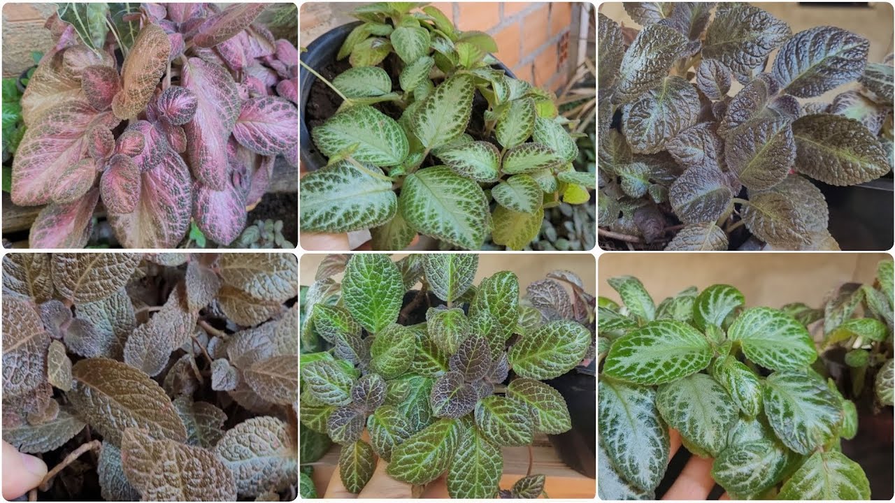 Variedades de Epicias, Tapete de Rainha ou Lacinhos de Amor, plantas Lindas de facil cultivo