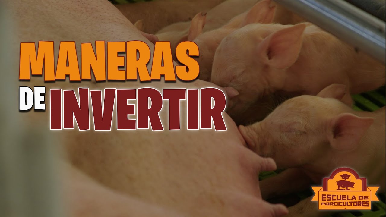 GANA DINERO 💰 Criando cerdos 3 formas de hacerlo || Escuela De Porcicultores