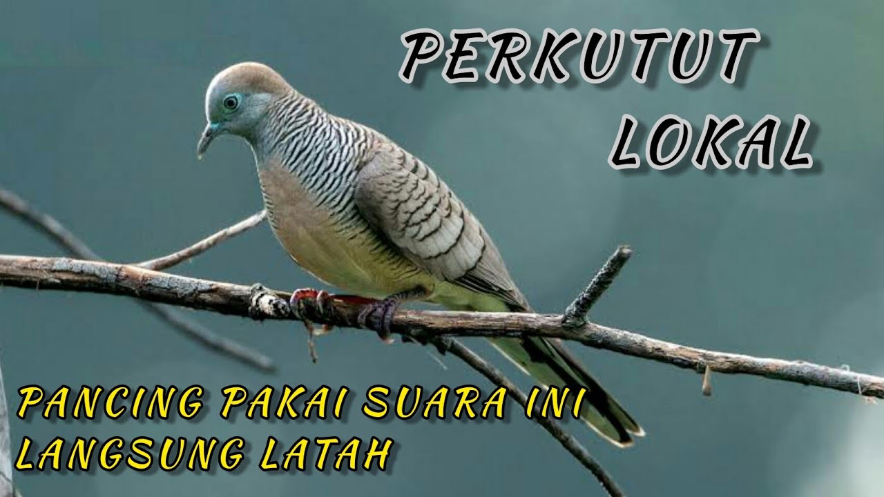 Masteran suara burung PERKUTUT LOKAL untuk pikat