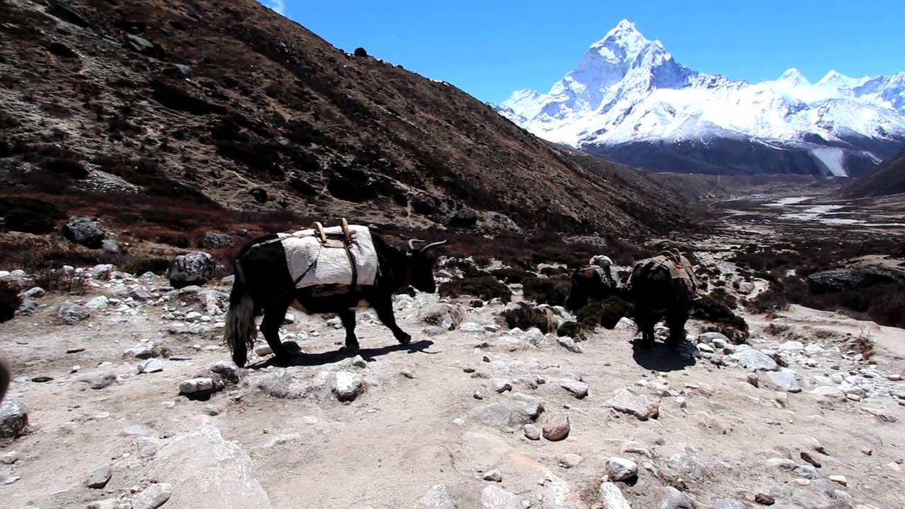 Yaks on the way to Everest Base Camp