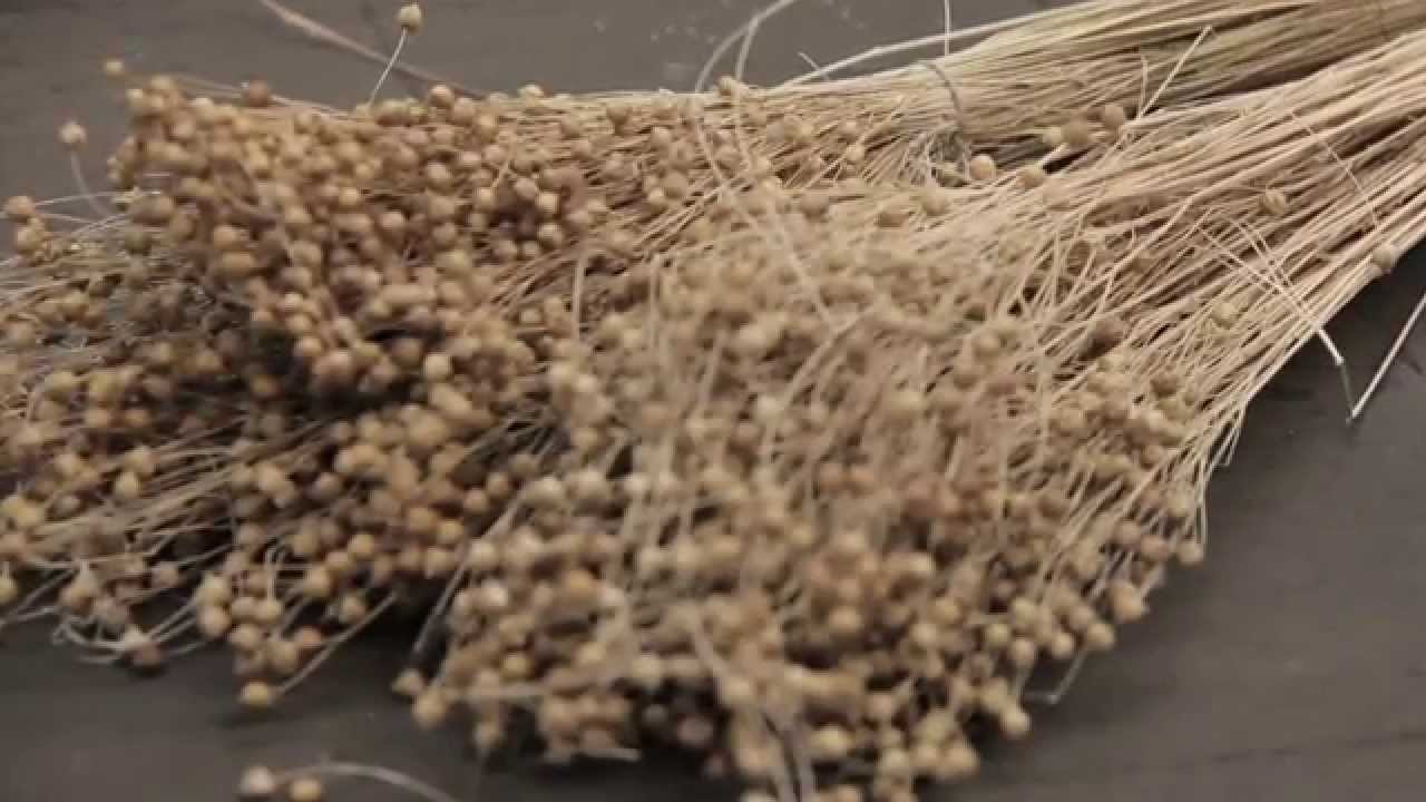 Flachs | TextilTechnikum Mönchengladbach