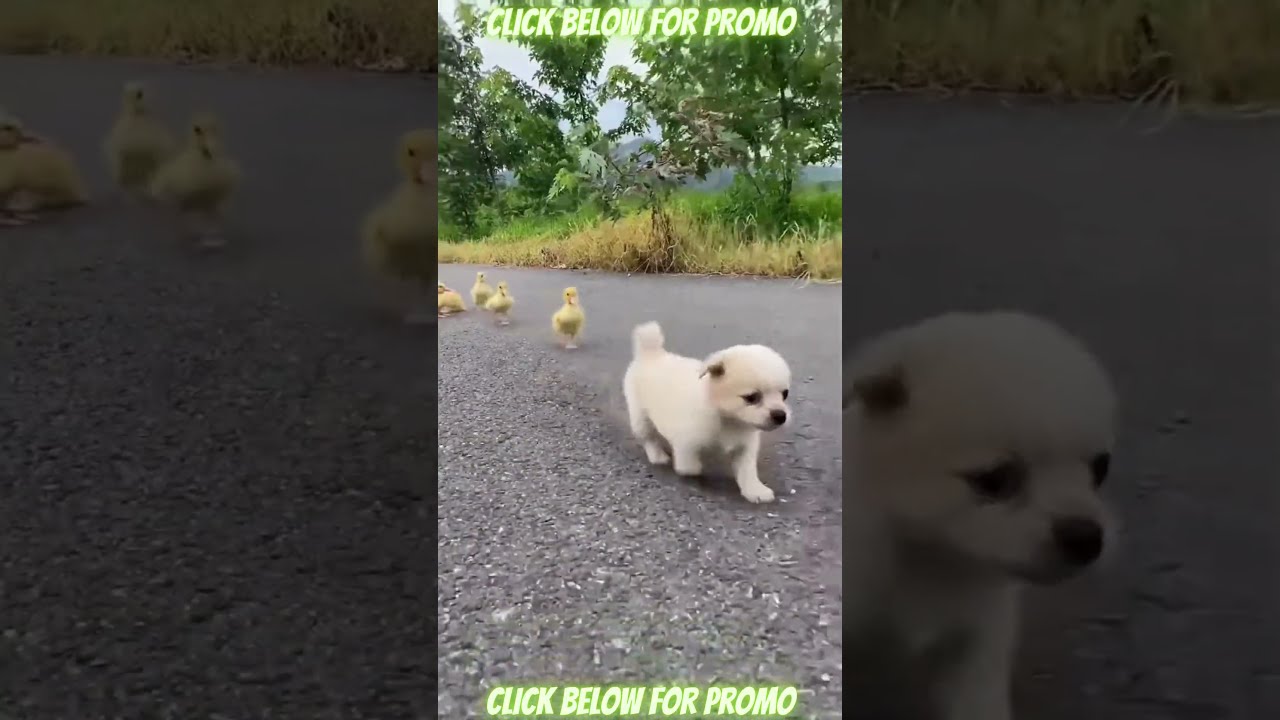 BEST Dog Compilation 26 | Cute Puppies | Funniest Pets | Ultimate Dogs | HOT Animal Videos | #shorts