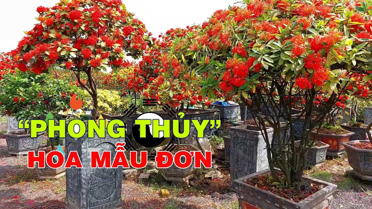 Ý nghĩa phong thủy của Hoa Mẫu Đơn || Có nên trồng Hoa Mẫu Đơn trước nhà?