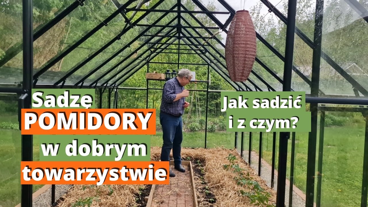 Sadzenie pomidorów w szklarni. Podłoże, nawadnianie, ściółkowanie, rośliny towarzyszące.