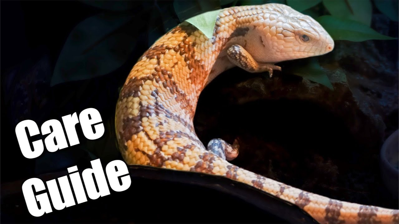 Blue Tongue Skink Care Guide - Irian Jaya