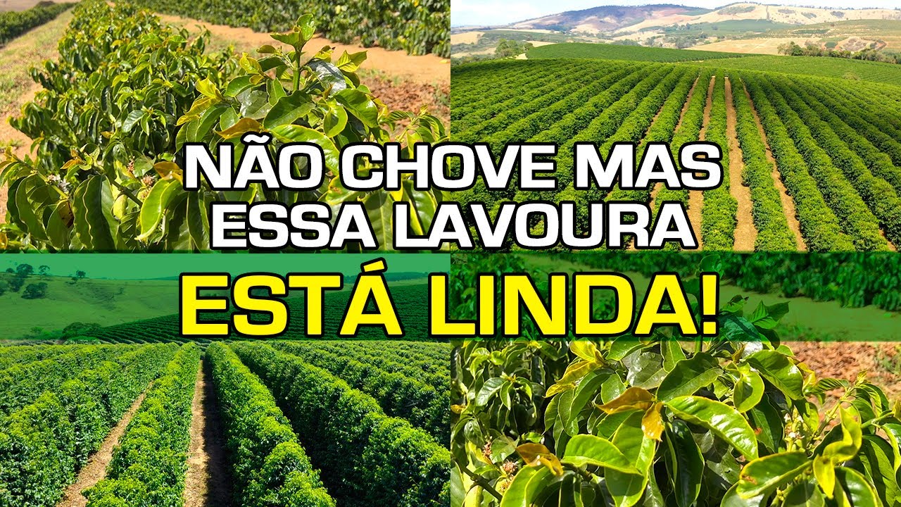A Irrigação no Cafezal Está se Tornando Cada Vez Mais Essencial! | No Pé do Café
