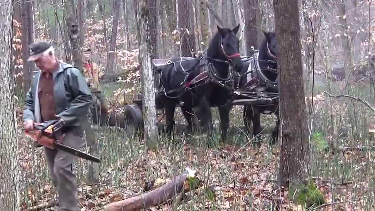 Hastings Stewardship: Uens Horse logging
