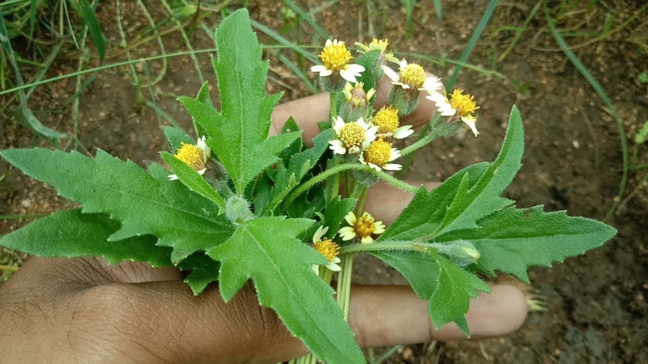 இந்த செடியை பார்த்தால் வேரை கூட விட வேண்டாம் எதற்கு என்றால்? | tridax benefits | @Herb Help