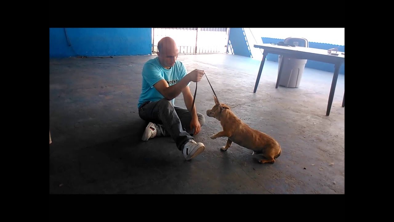 Reeducación Wally - Gulliver Dog Team