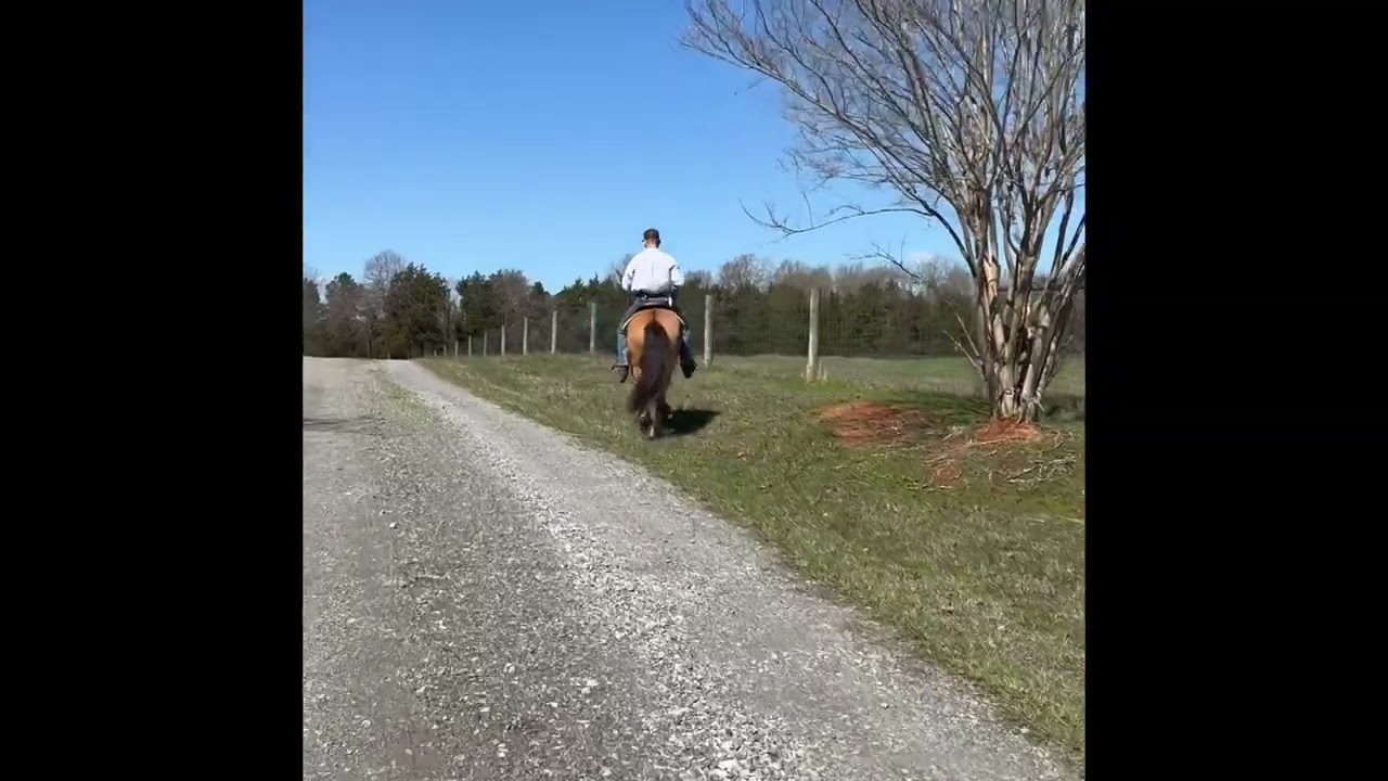Wynonna sells at Dixie Horse Auction in Troutman NC- November 28th and 29th