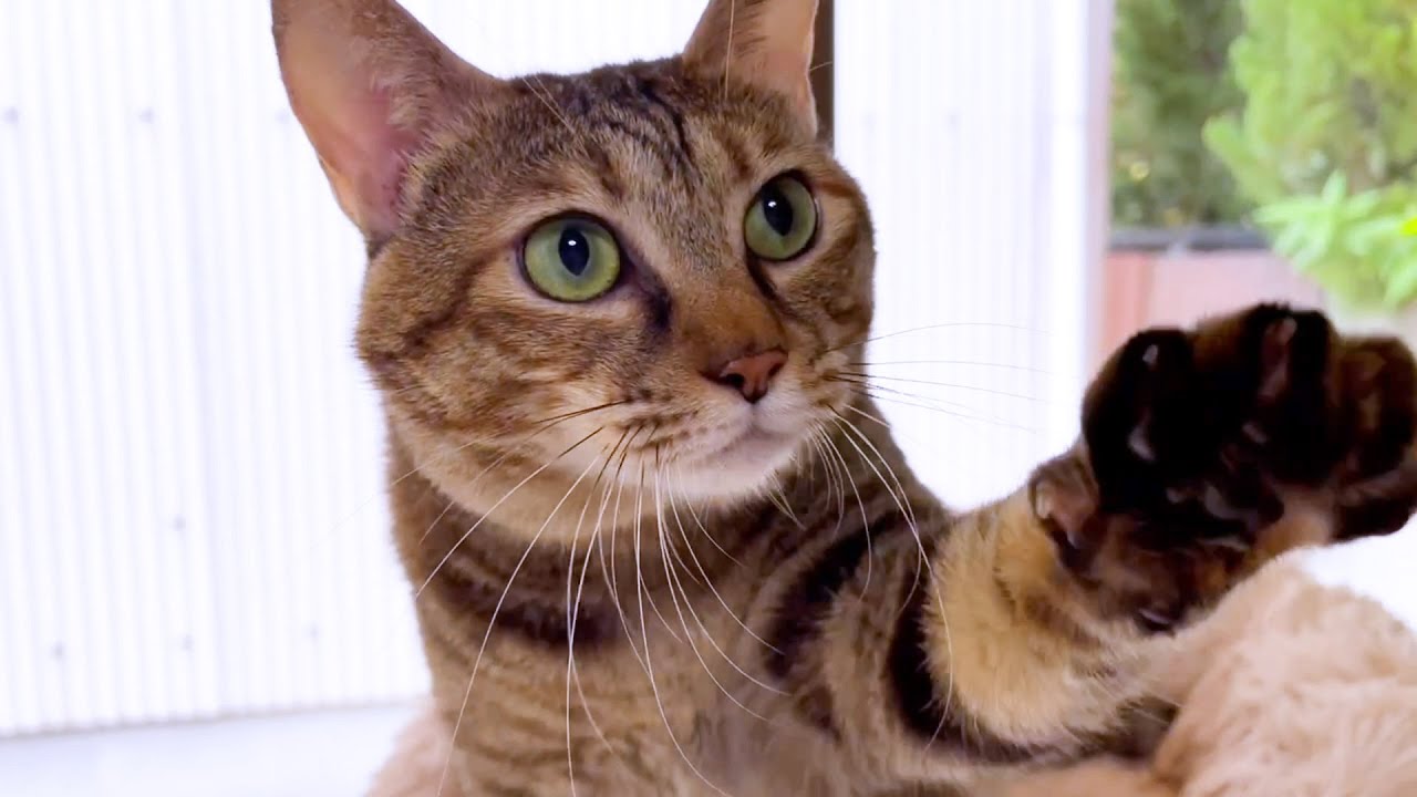 フミフミ中の猫に呼びかけるとたくさんの可愛い声が聞けました！