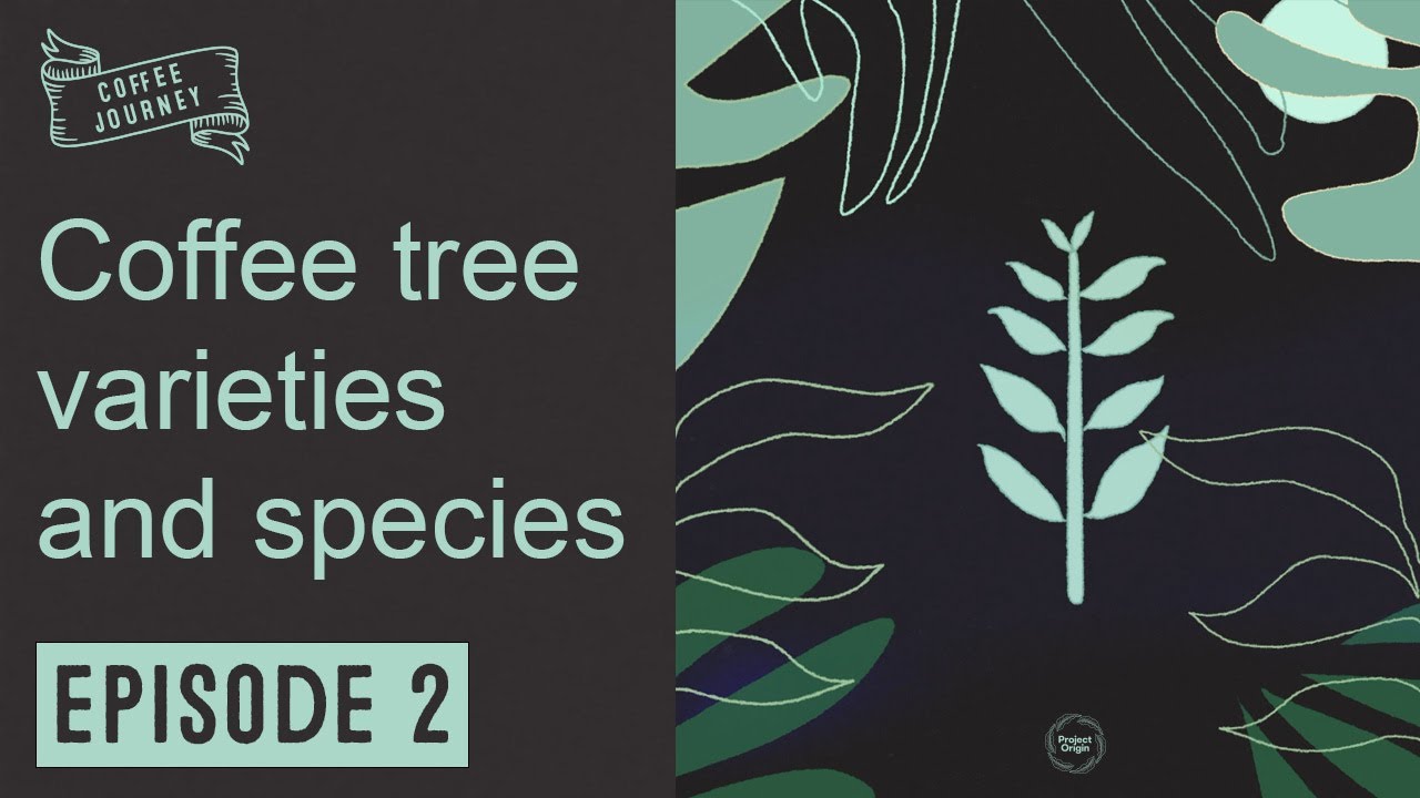 Coffee Journey | Ep 2 | Coffee Varieties and Species